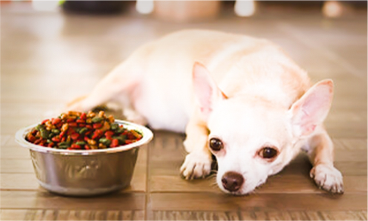 「オイルコーティングフリー」のドッグフードを選ぶ